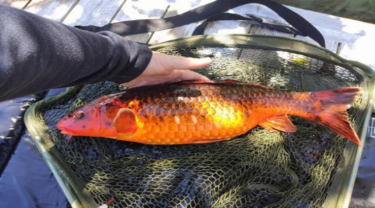 peche
