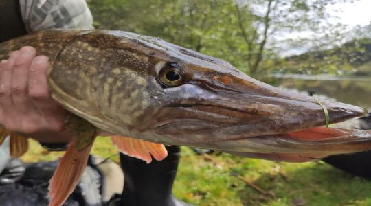 peche